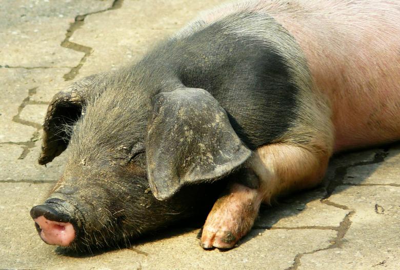 Free stock image of Pig created by Pixabay