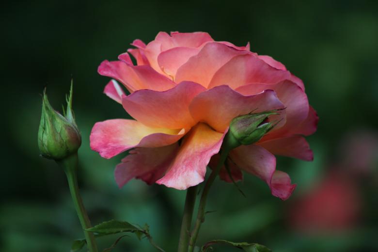 Free stock image of Rose created by Pixabay