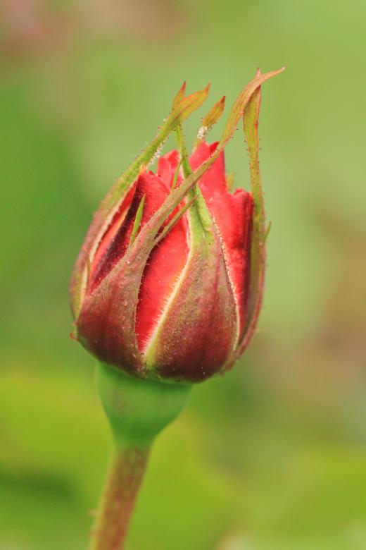 Free stock image of Rose created by Pixabay