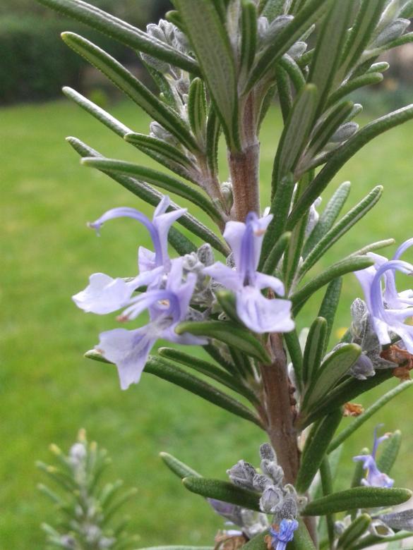 Free stock image of Rosemary created by Pixabay