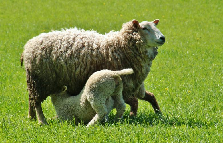 Free stock image of Lamb Feeding created by Pixabay