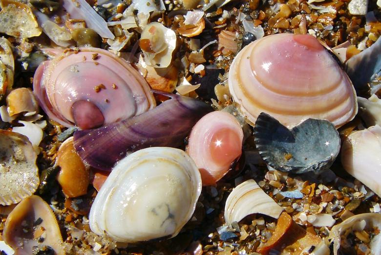 Free stock image of Shell created by Pixabay