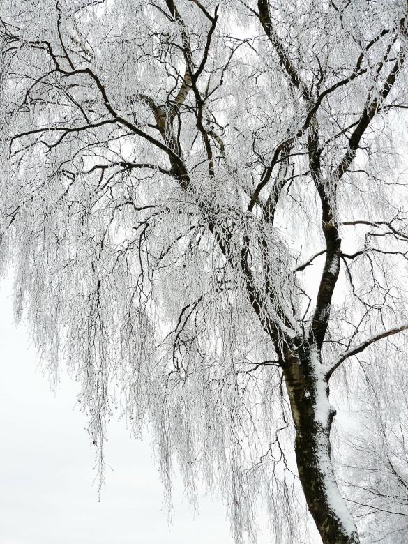 Free stock image of Winter created by Pixabay