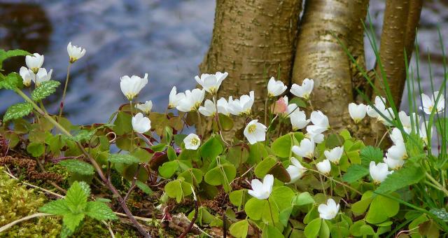 Free Stock Photo of Flowers