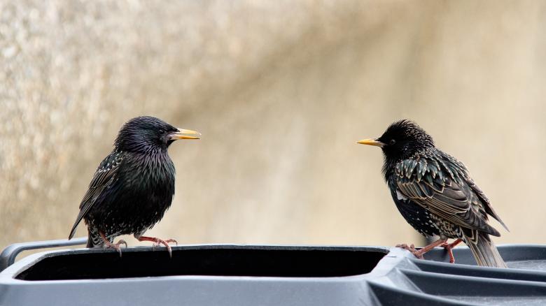 Free stock image of Black Birds created by Mark Timberlake