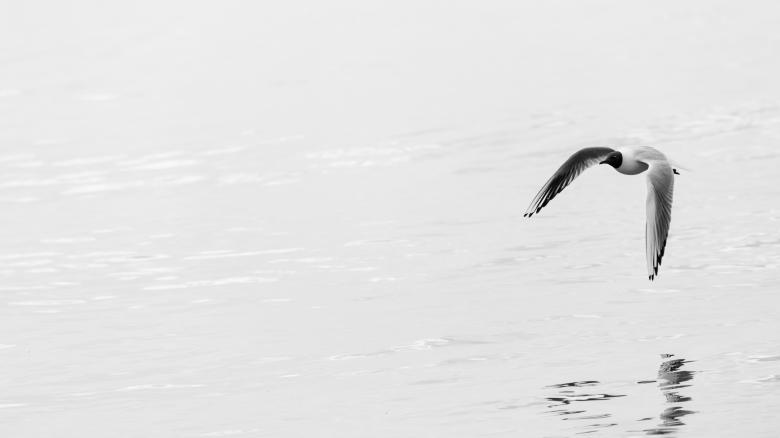 Free stock image of Bird flying over the Water created by Mark Timberlake