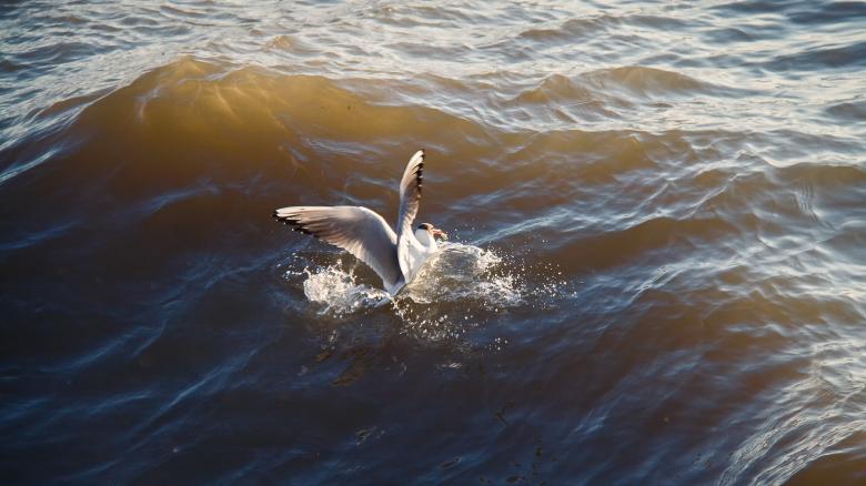 Free stock image of Bird in the Water created by Mark Timberlake