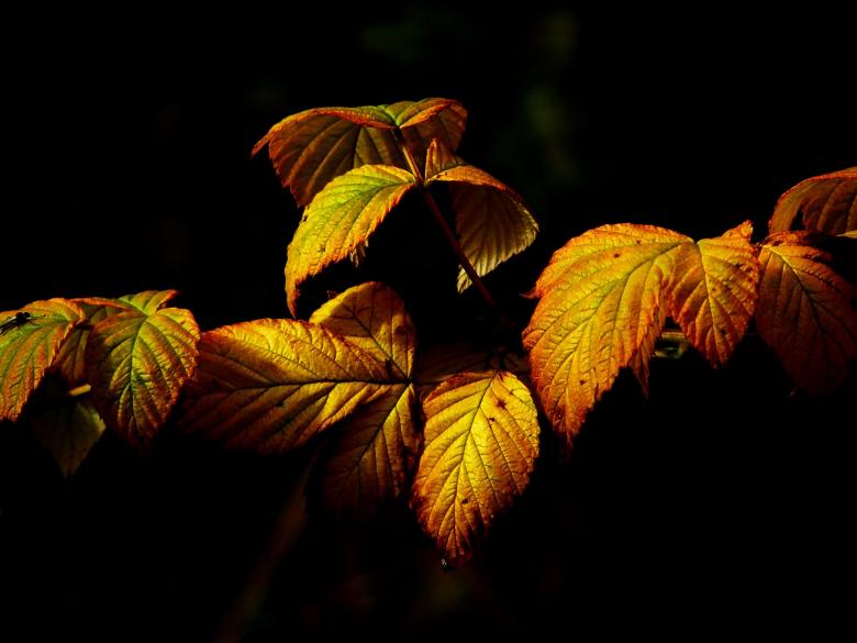 Free stock image of Plant created by Pixabay