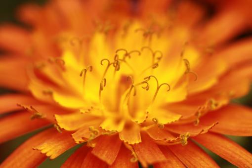 Free Stock Photo of Flower