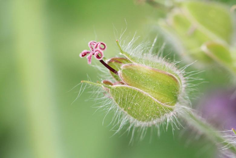 Free stock image of Flower created by Pixabay