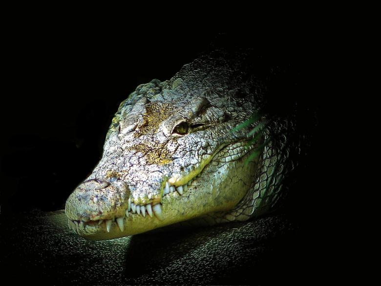 Free stock image of Crocodile created by Pixabay