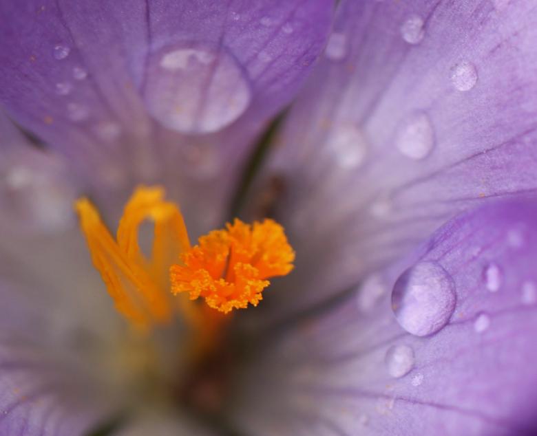 Free stock image of Flower created by Pixabay