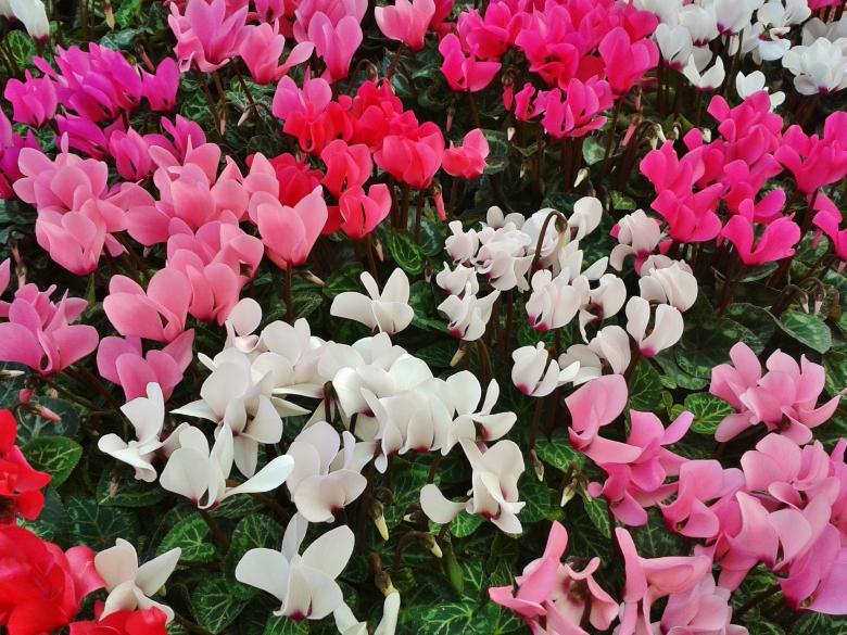 Free stock image of Garden created by Pixabay