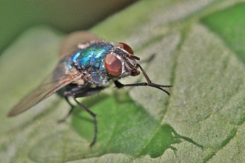 Free stock image of Fly created by Pixabay