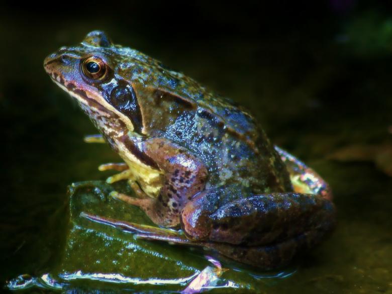 Free stock image of Frog created by Pixabay