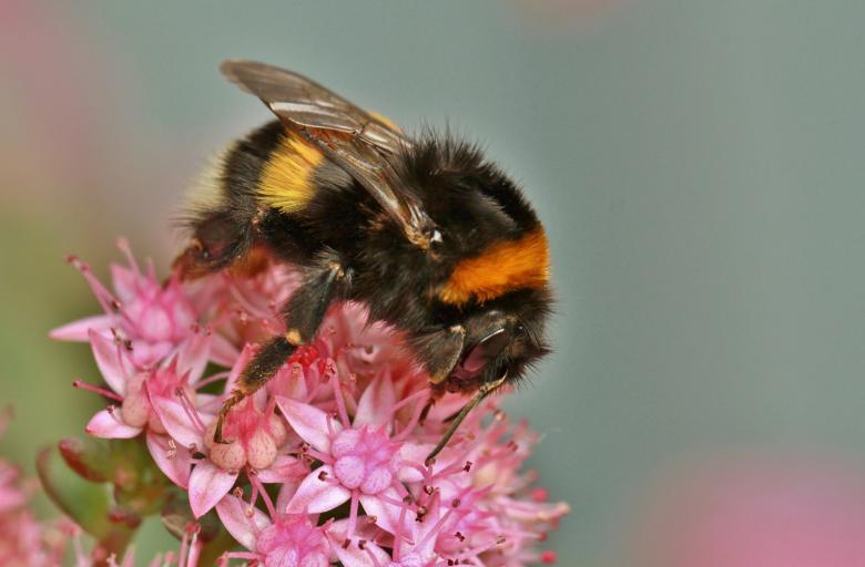 Free stock image of Bee on Flower created by Pixabay