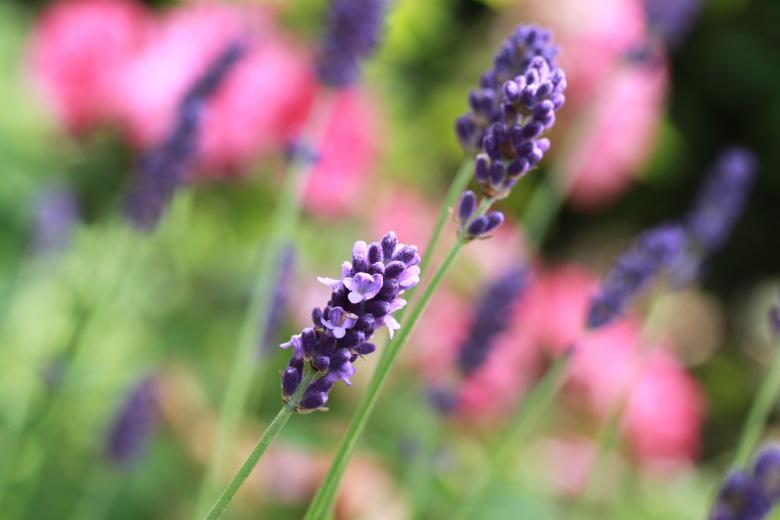 Free stock image of Flower created by Pixabay