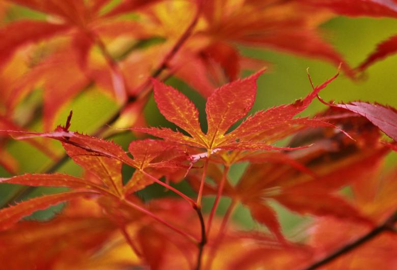 Free stock image of Colors of Nature created by Pixabay