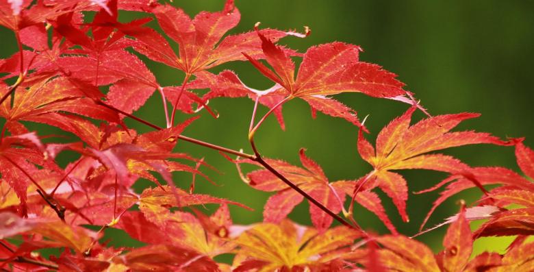 Free stock image of Colors of Nature created by Pixabay