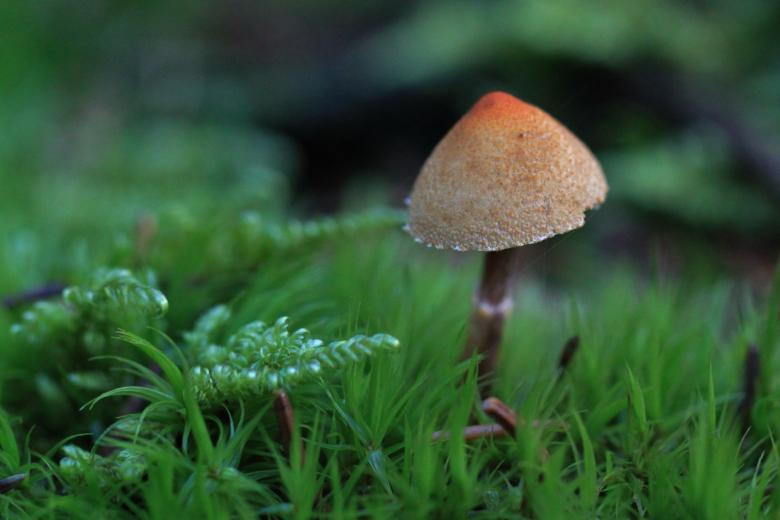 Free stock image of Mushroom created by Pixabay