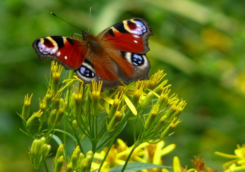 Free stock image of Garden created by Pixabay