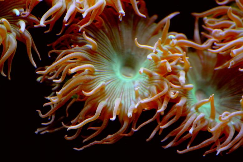 Free stock image of Sea Anemone created by Pixabay