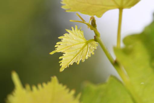 Free Stock Photo of Plant