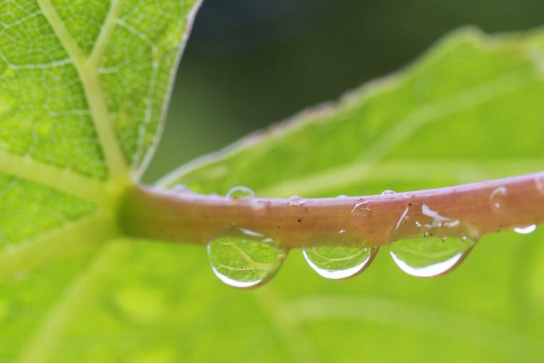 Free stock image of Dew created by Pixabay