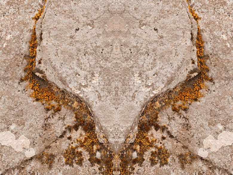Free stock image of Phoenix Moss Wings created by Nicolas Raymond