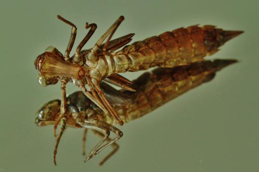 Free Stock Photo of Insect