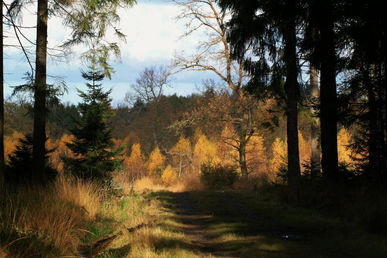 Free stock image of Autumn created by Pixabay