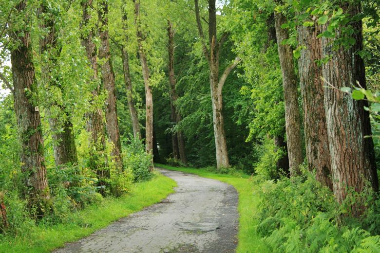 Free stock image of Through the Woods created by Pixabay