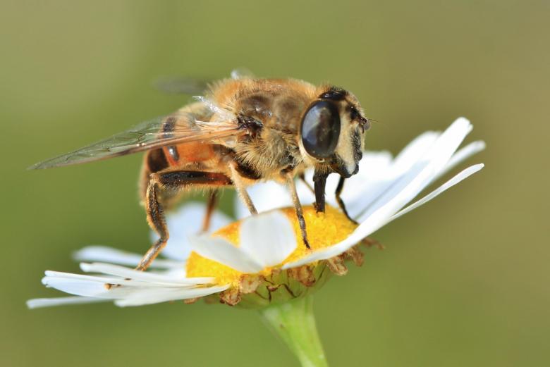 Free stock image of Bee on the Flower created by Pixabay