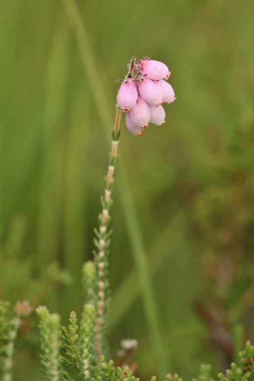 Free stock image of Bell Heather created by Pixabay