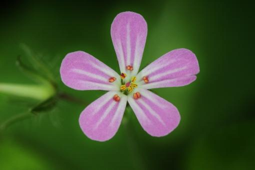 Free Stock Photo of Blooming Flower