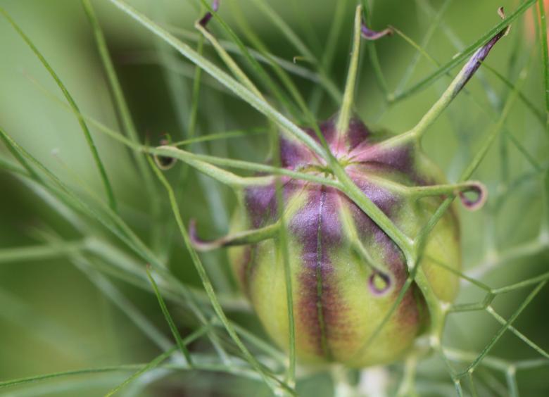 Free stock image of Boll created by Pixabay