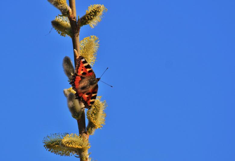 Free stock image of Butterfly on the Plant created by Pixabay
