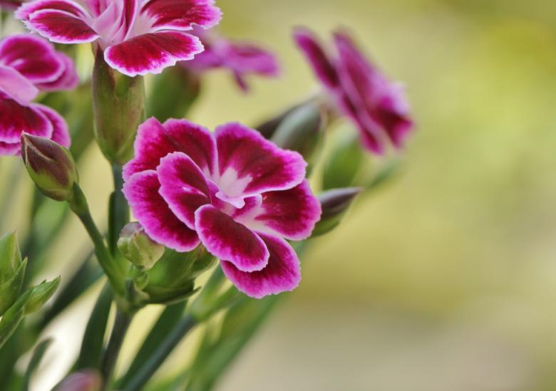 Free stock image of Carnation created by Pixabay