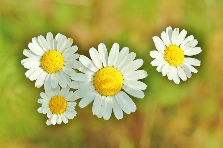 Free stock image of Chamomile created by Pixabay