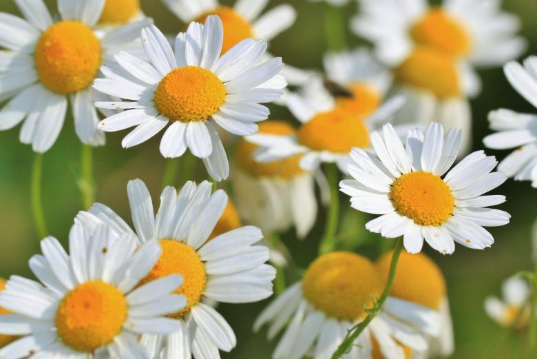 Free stock image of White Flowers created by Pixabay
