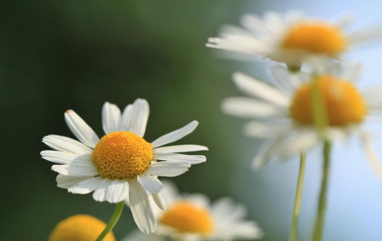 Free stock image of Chamomile created by Pixabay