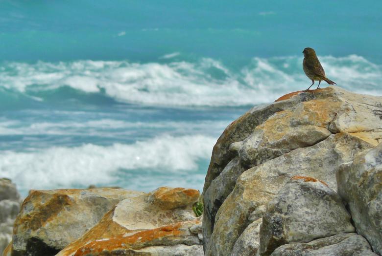 Free stock image of Bird on the Shore created by Pixabay