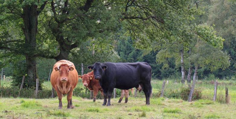 Free stock image of Staring Cows created by Pixabay