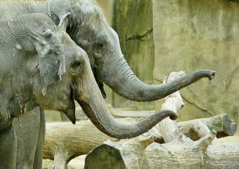 Free stock image of Giant Elephants created by Pixabay