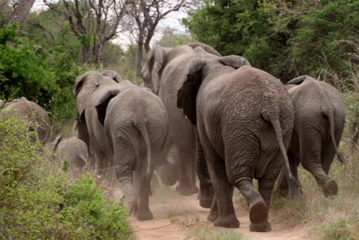 Free Stock Photo of Elephants on the Run