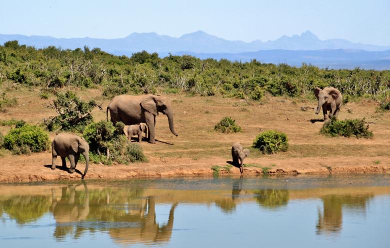 Free stock image of Wild Elephants created by Pixabay