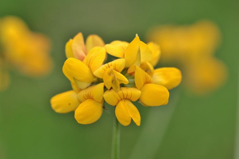 Free stock image of Yellow Flowers created by Pixabay