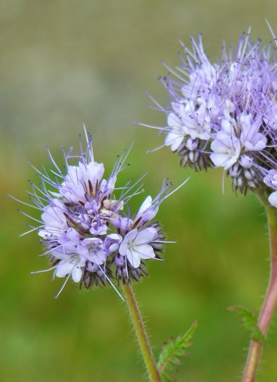 Free stock image of Blooming created by Pixabay