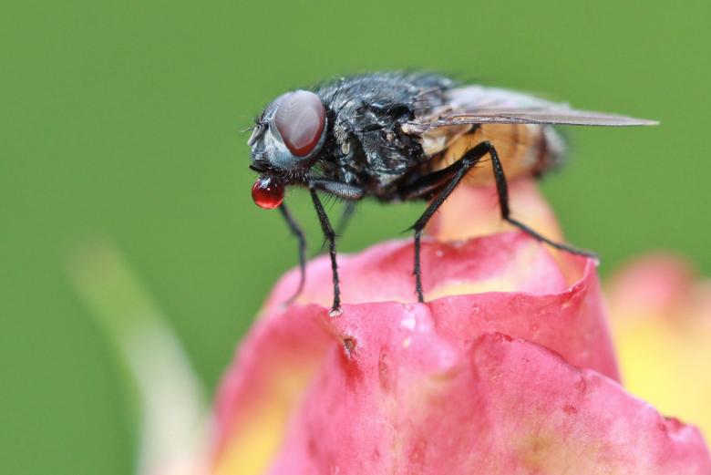 Free stock image of Fly on the Flower created by Pixabay