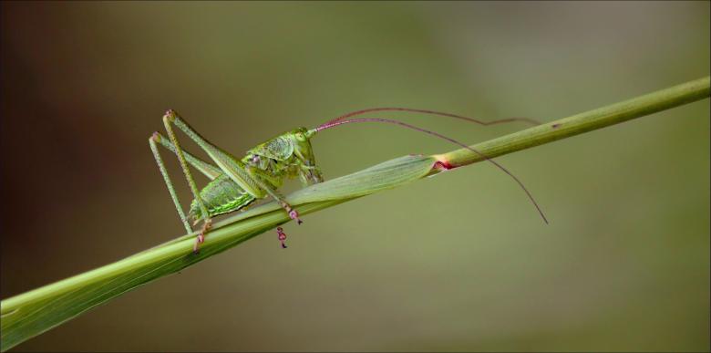 Free stock image of Grasshopper created by Pixabay